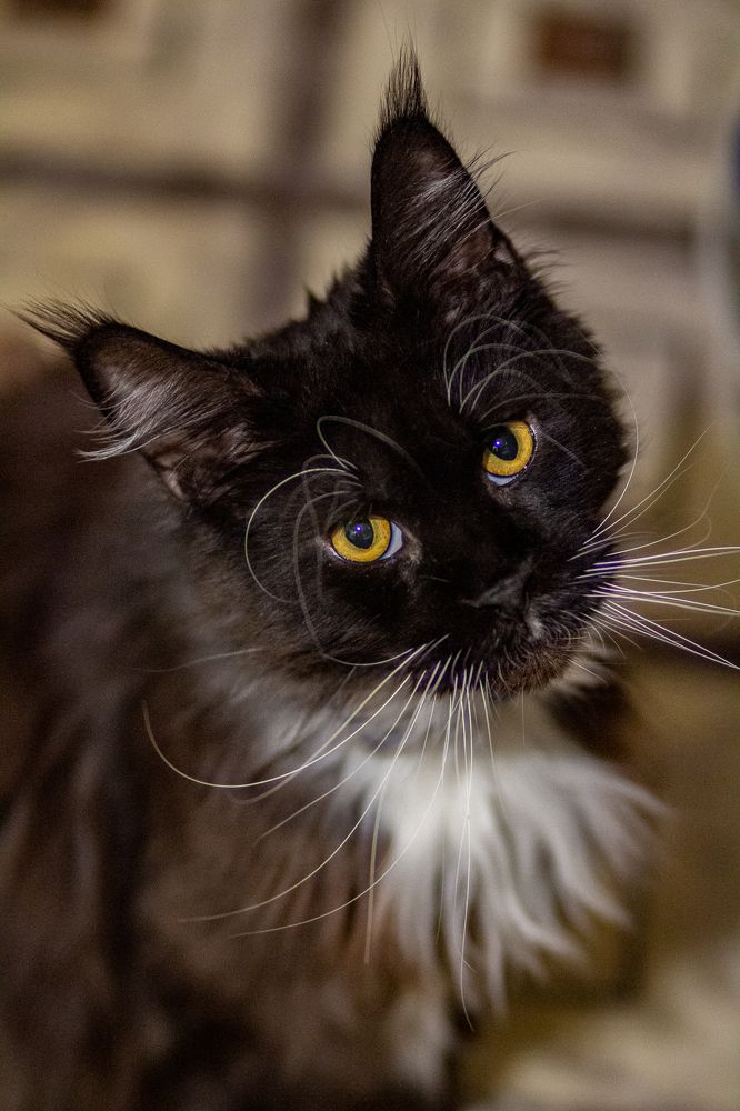 Фотография автора Евгения Снигирева