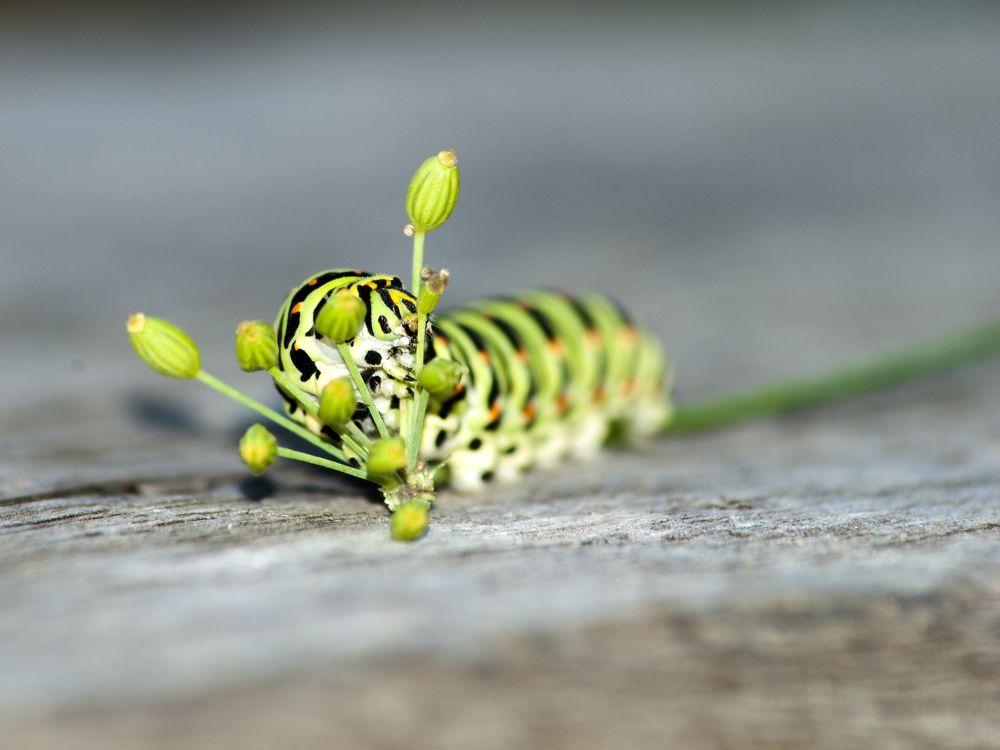 Photograph by Олег Малетин