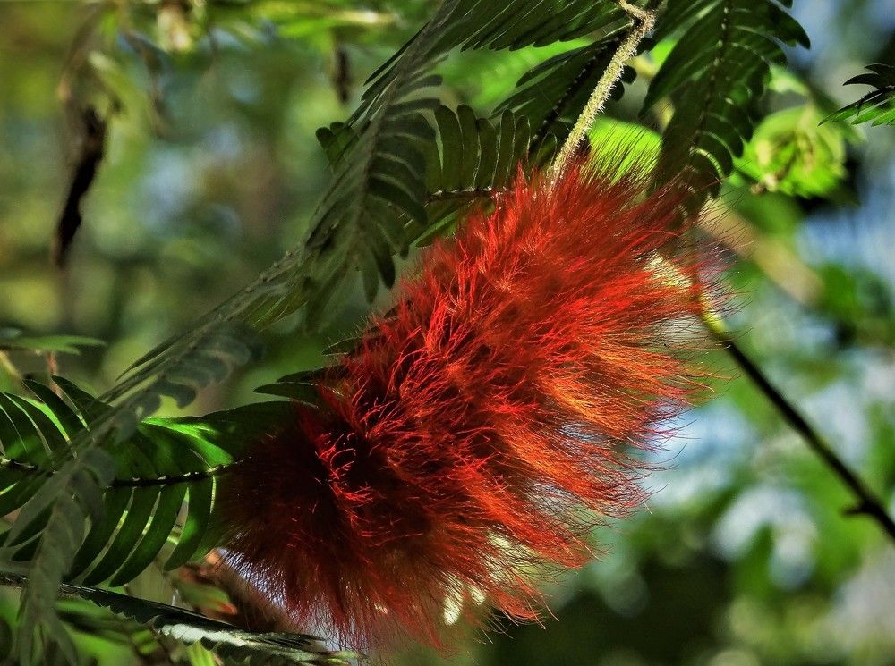 Фотография автора DENISE Monteiro de Lima Demange