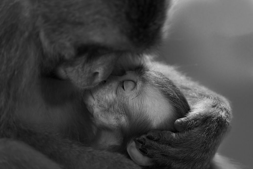 Photograph by Kaisyakuji Yushi