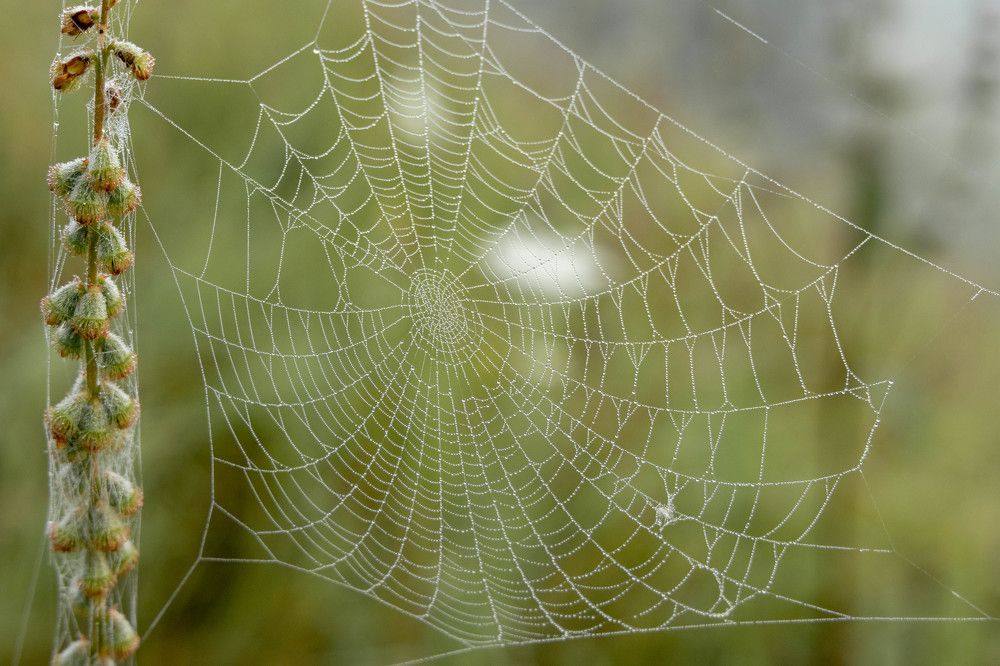 Фотография автора Van Gross