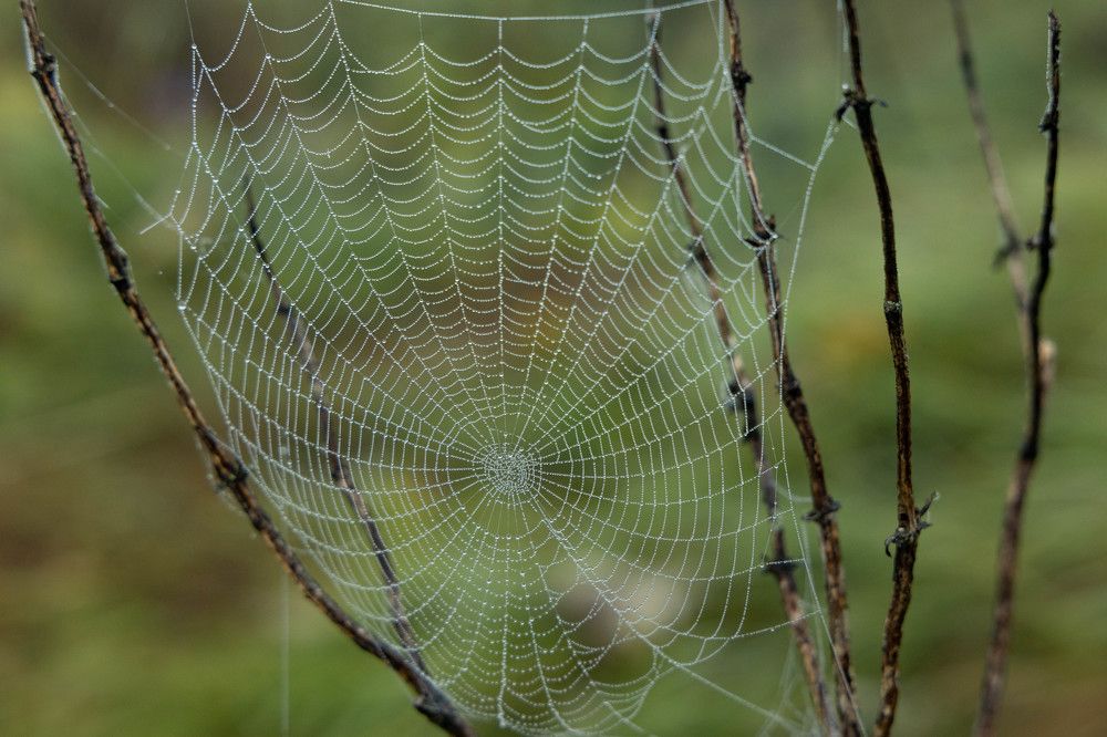 Фотография автора Van Gross