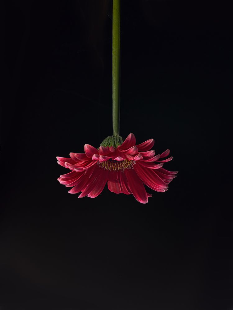 Photograph by Aleksandra Chu