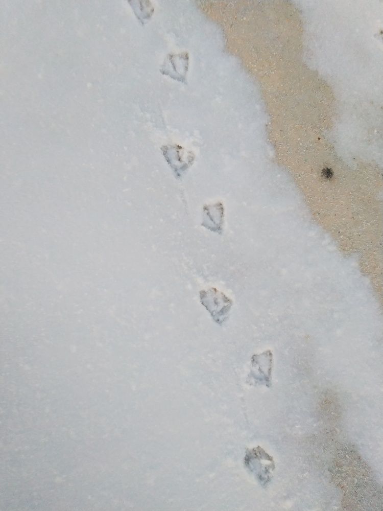 Photograph by Наталья Шулятина