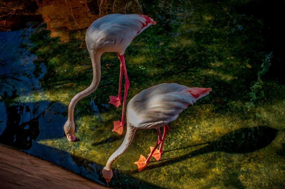 Magictic flamingo ???