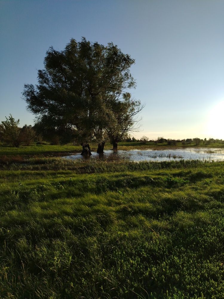Photo #11333092