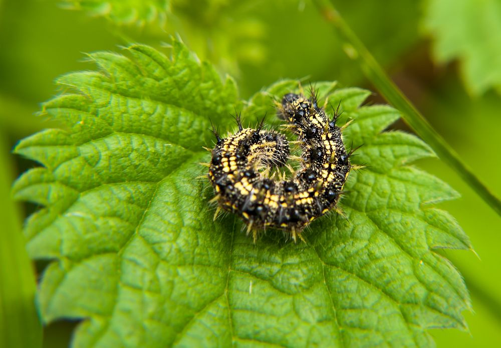 Фотография автора Олег Анатольевич Загорулько