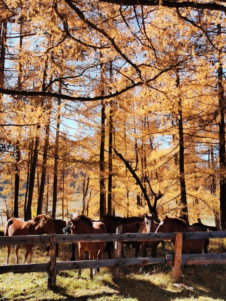 Фотография автора OLGA Dmitryachkova