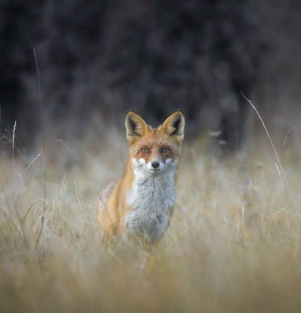 Фотография автора Sebastian Popa