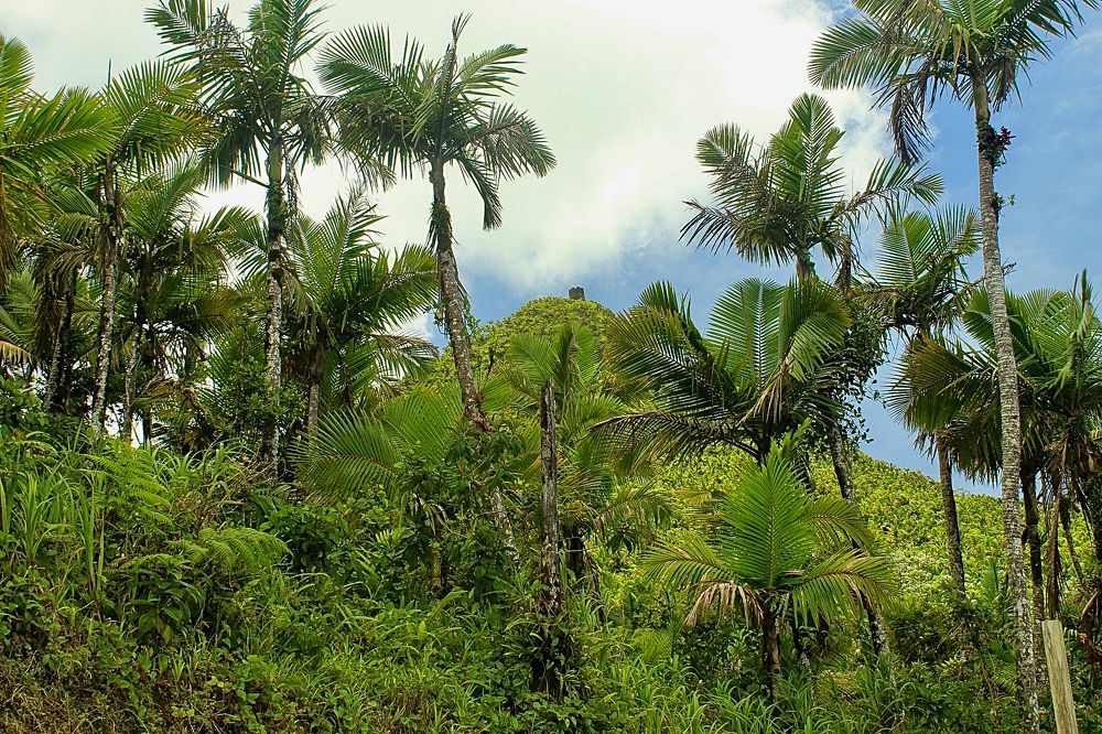 El Yunque National Forest
