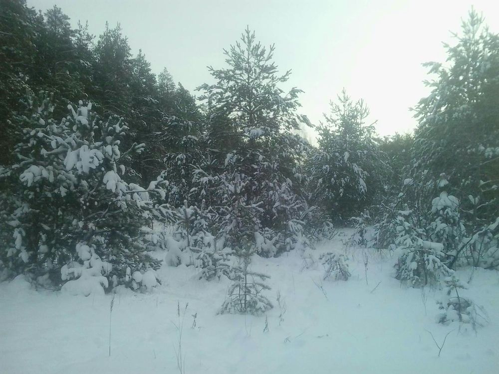 Фотография автора Алексей Власов