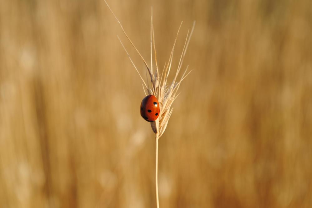 Photograph by Александр Куимов