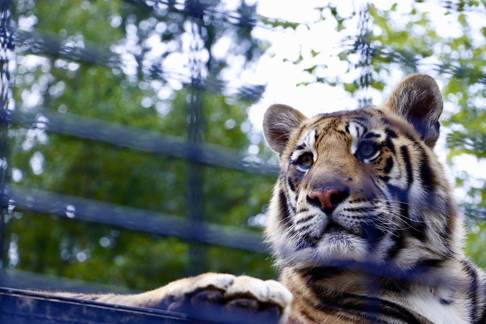 Фотография автора Seyedeh hanieh seiffard