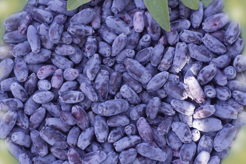 Photograph by Ирина Анцыгина