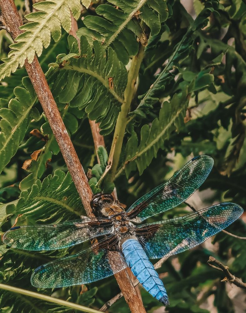 Photograph by Екатерина Савеня