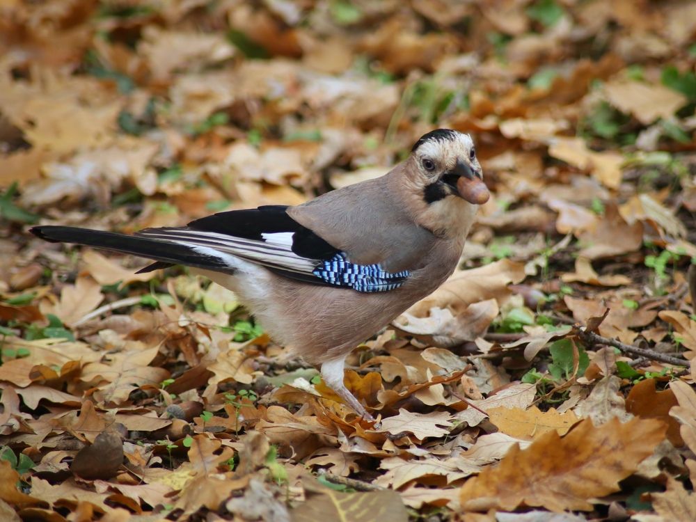 Фотография автора Андрей Павловский