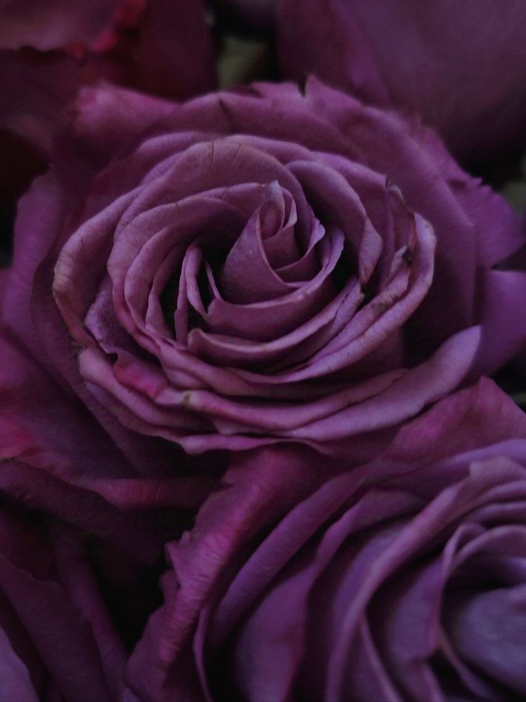 Фотография автора Marina Talalina