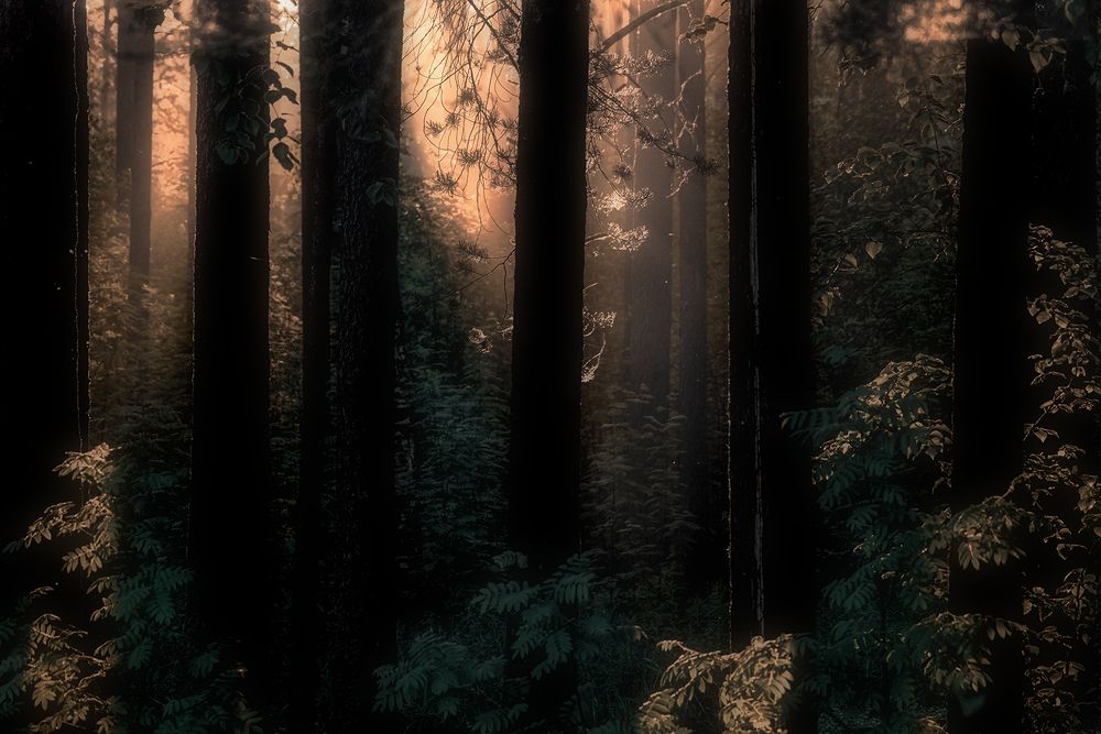 Photograph by Елена Амозова