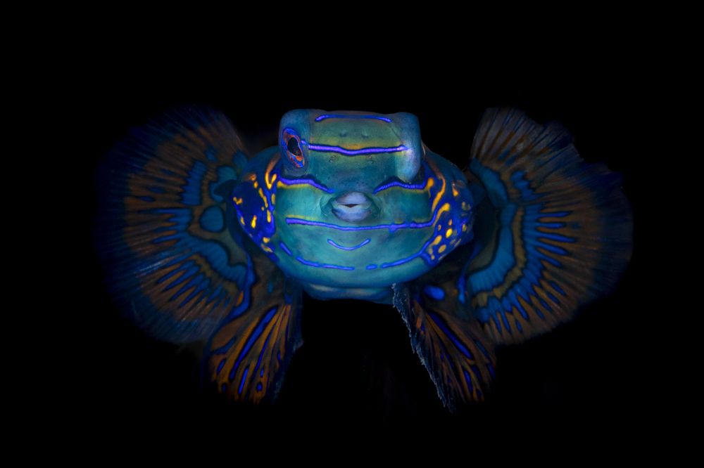 Фотография автора Fabi Fregonesi