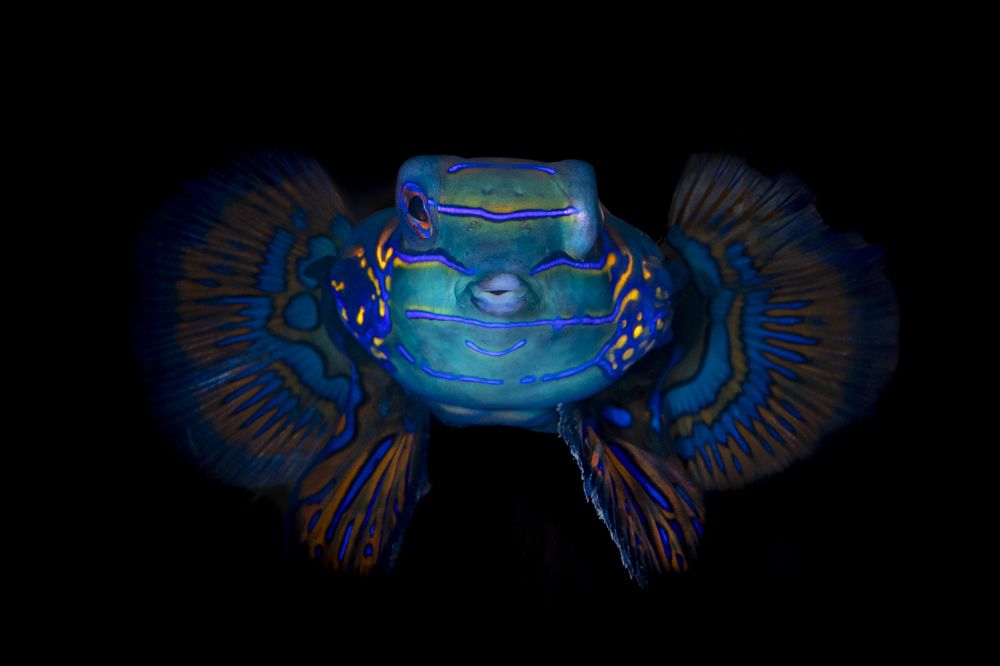 Фотография автора Fabi Fregonesi