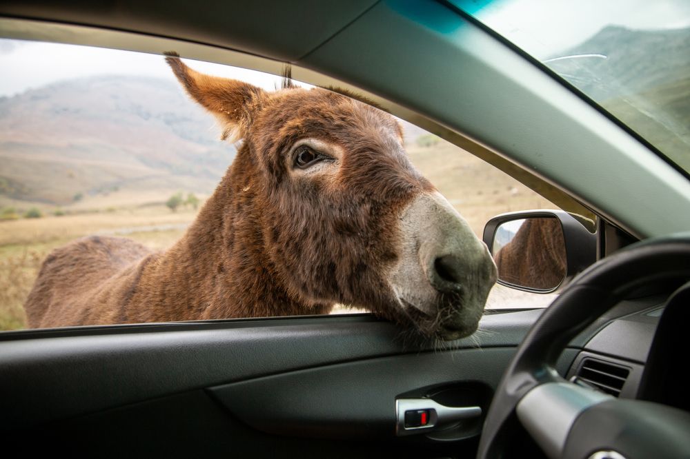 Photograph by Ольга Шуть