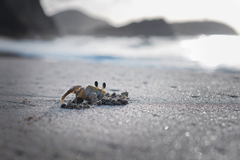 Фотография автора Юрий Кольцов