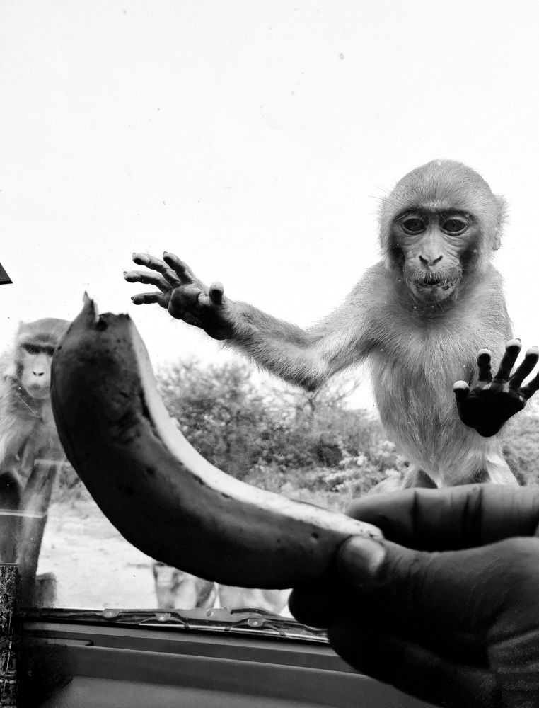 Фотография автора jennifer nayak