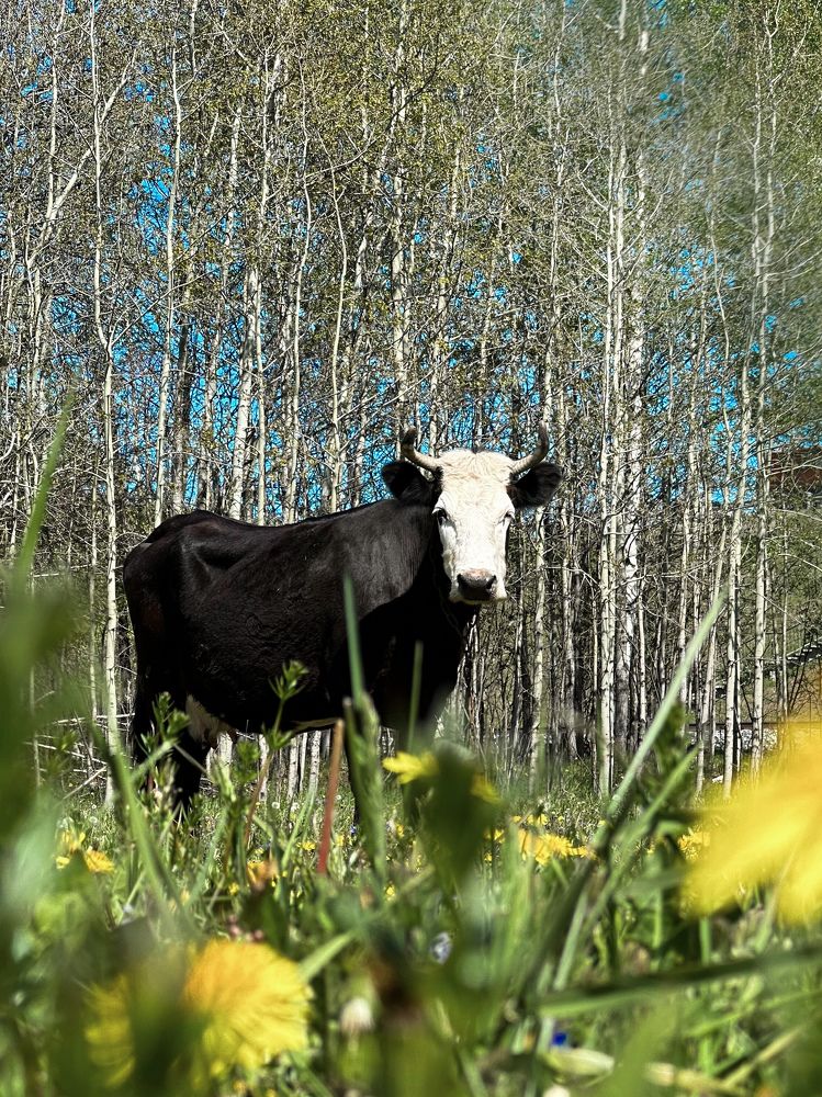 Photograph by Анастасия Конина