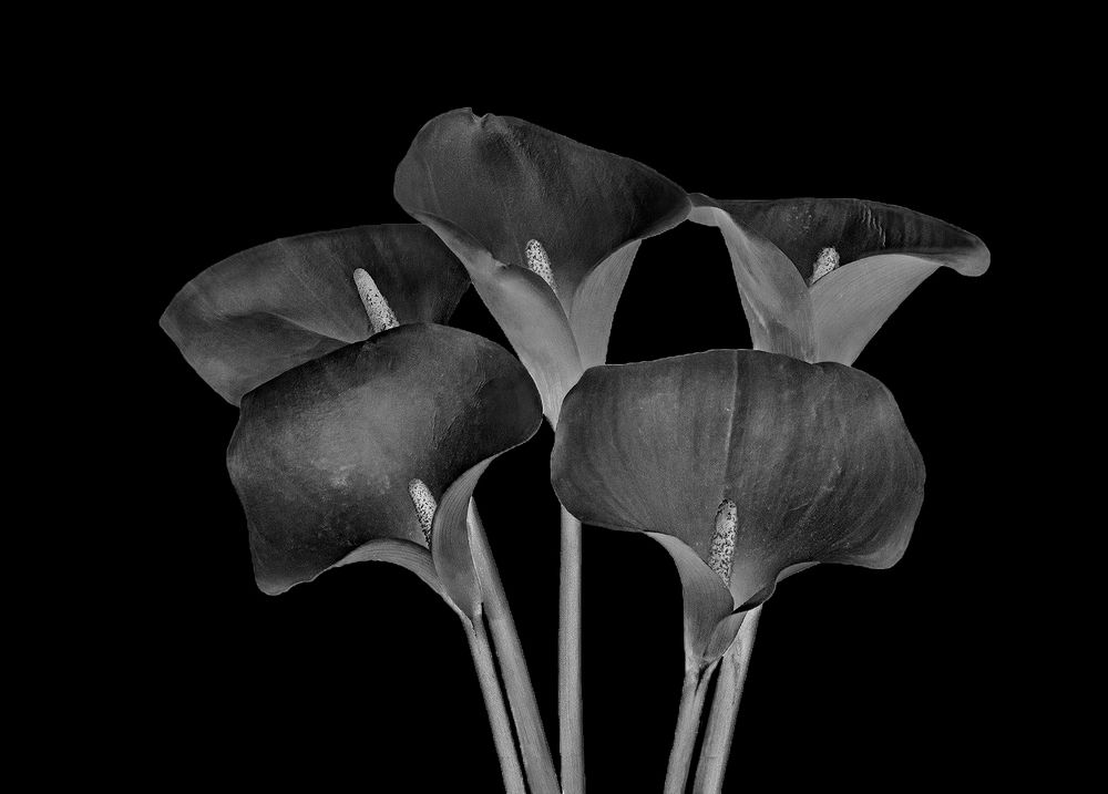 Photograph by Mario Fiorucci