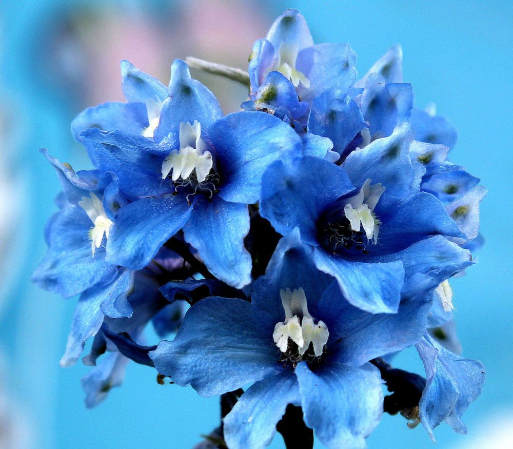 Photograph by Людмила Павловна