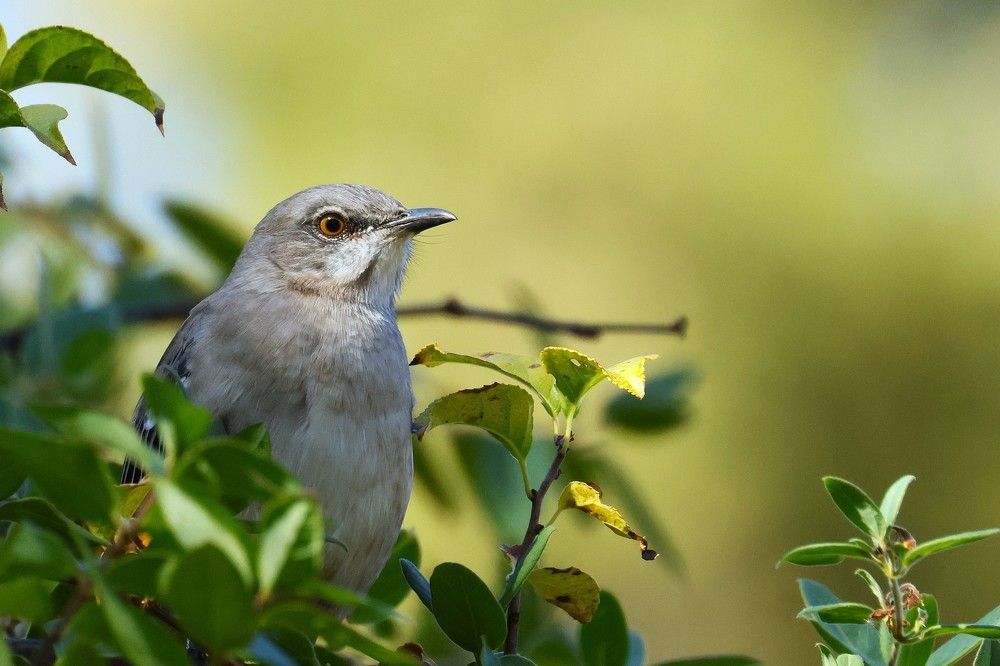 Photograph by Suhas Jadhav