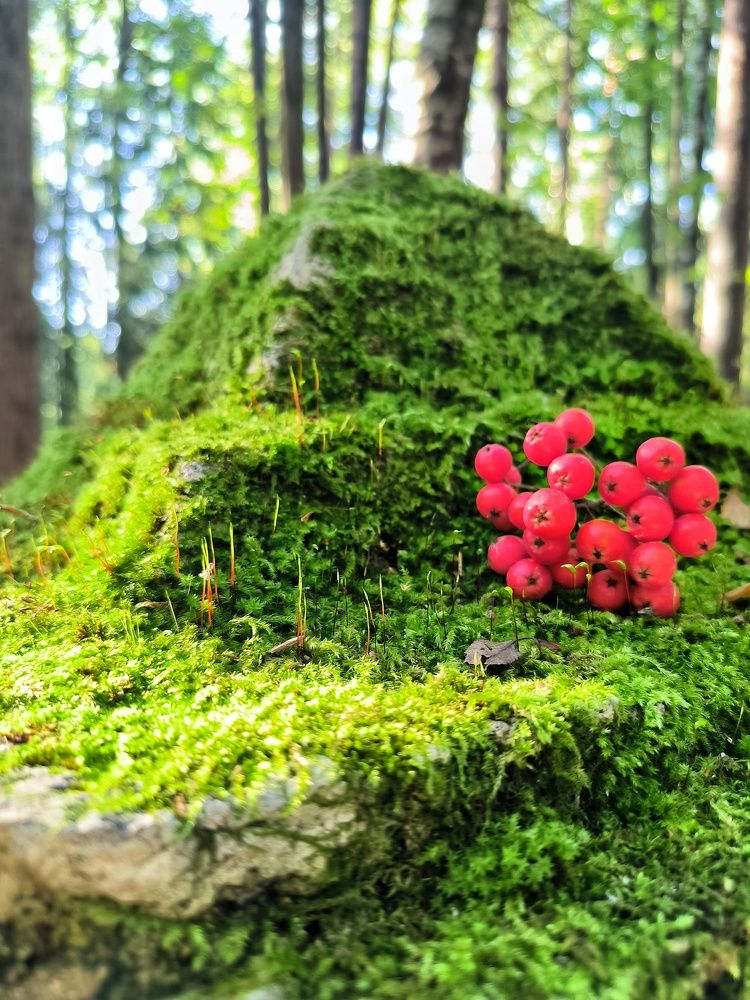 Photograph by Кристина