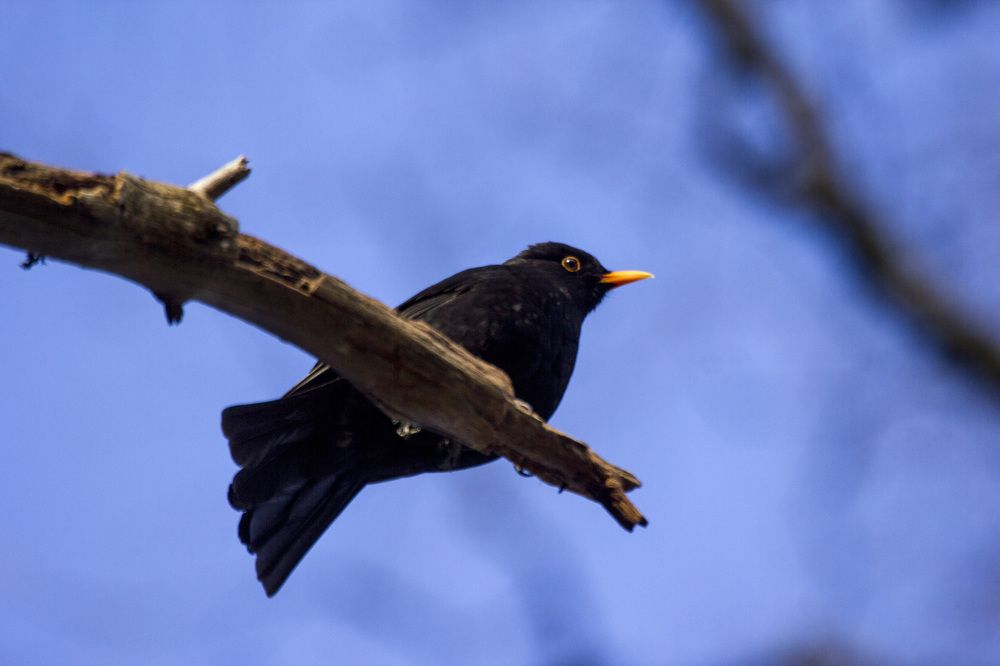 Фотография автора Александр Собокарь