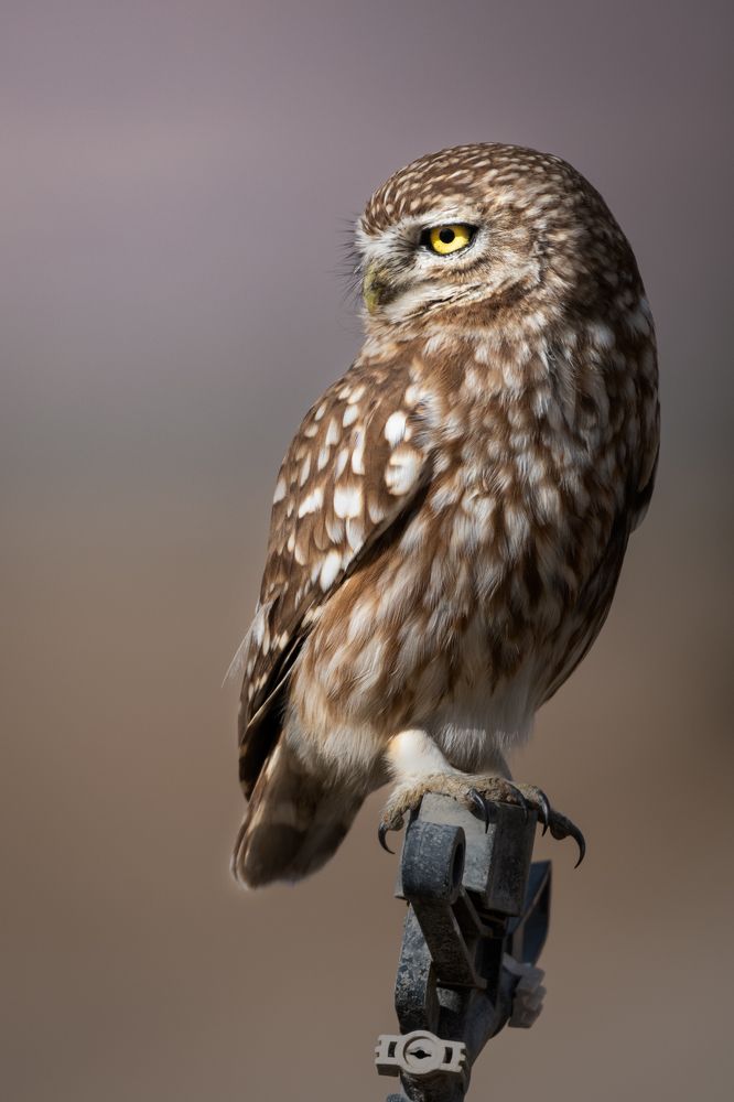 Photograph by Mohamed Haddad