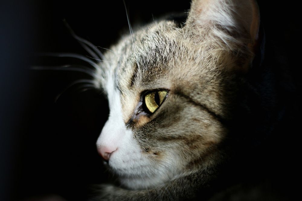 Photograph by Анна Корюшкина