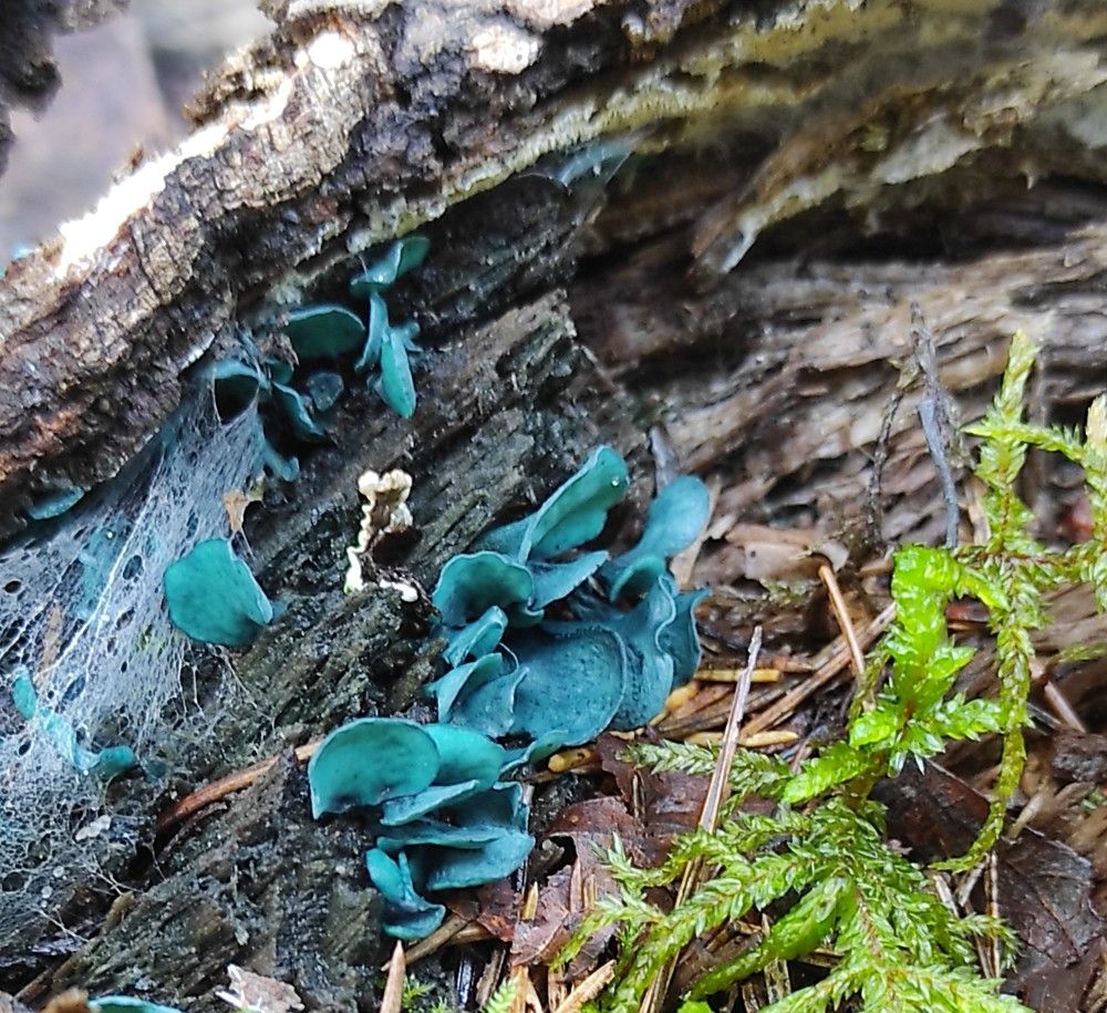 Photograph by Виолетта Клюева