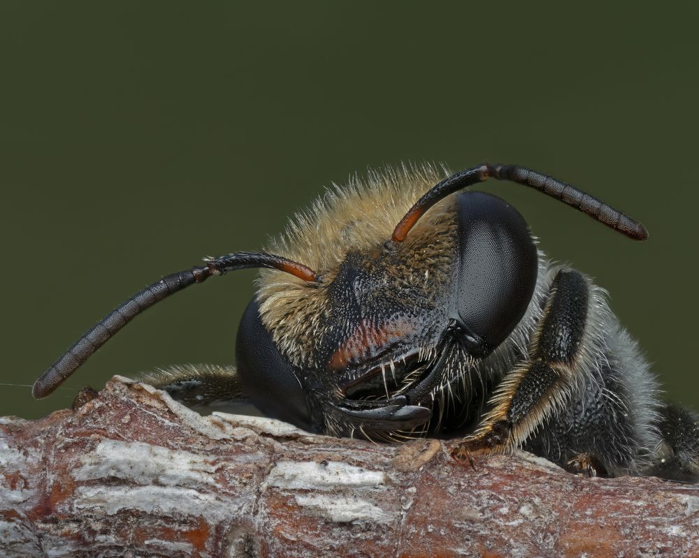 Фотография автора Craig Loechel