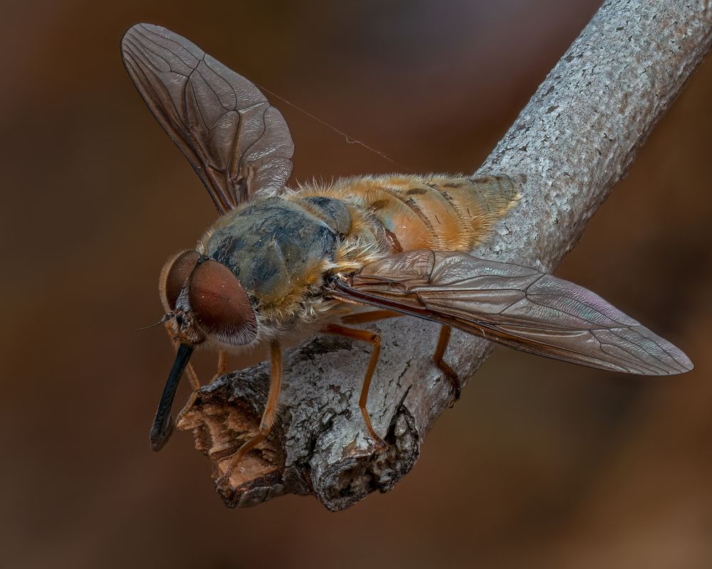 Фотография автора Craig Loechel