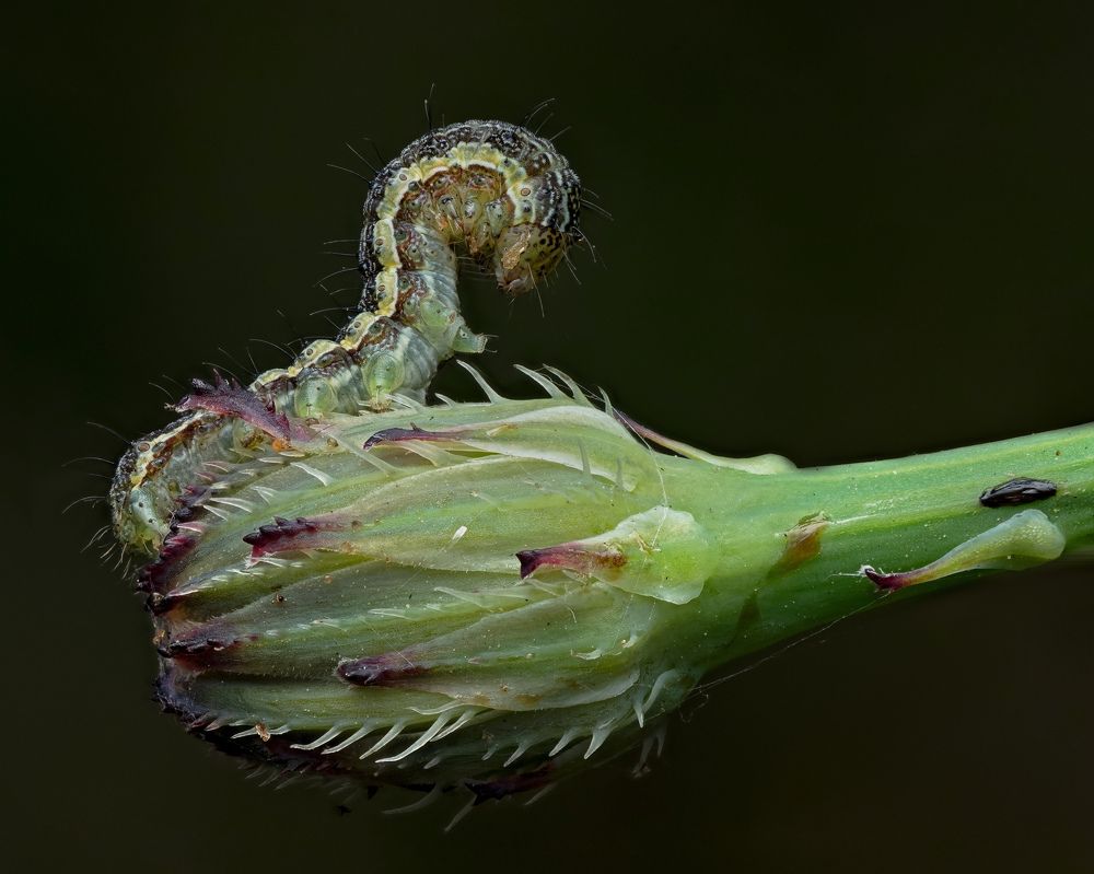 Фотография автора Craig Loechel