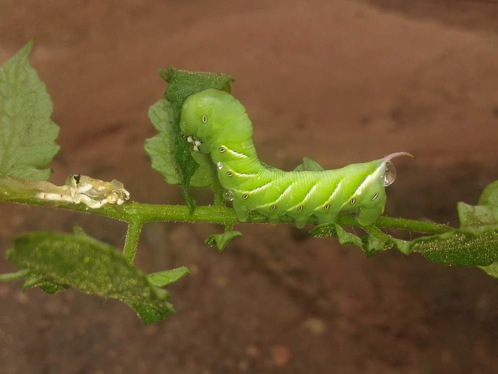 Photograph by Thaciane Lareska Vaz de Sousa