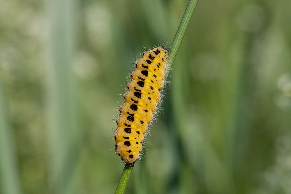 Photograph by Максим Мураков