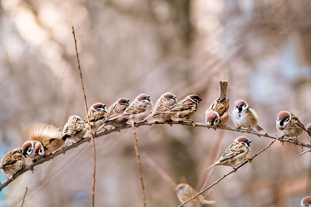 Фотография автора Виктория Бердышева