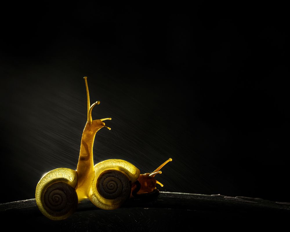 Snails in a golden glow