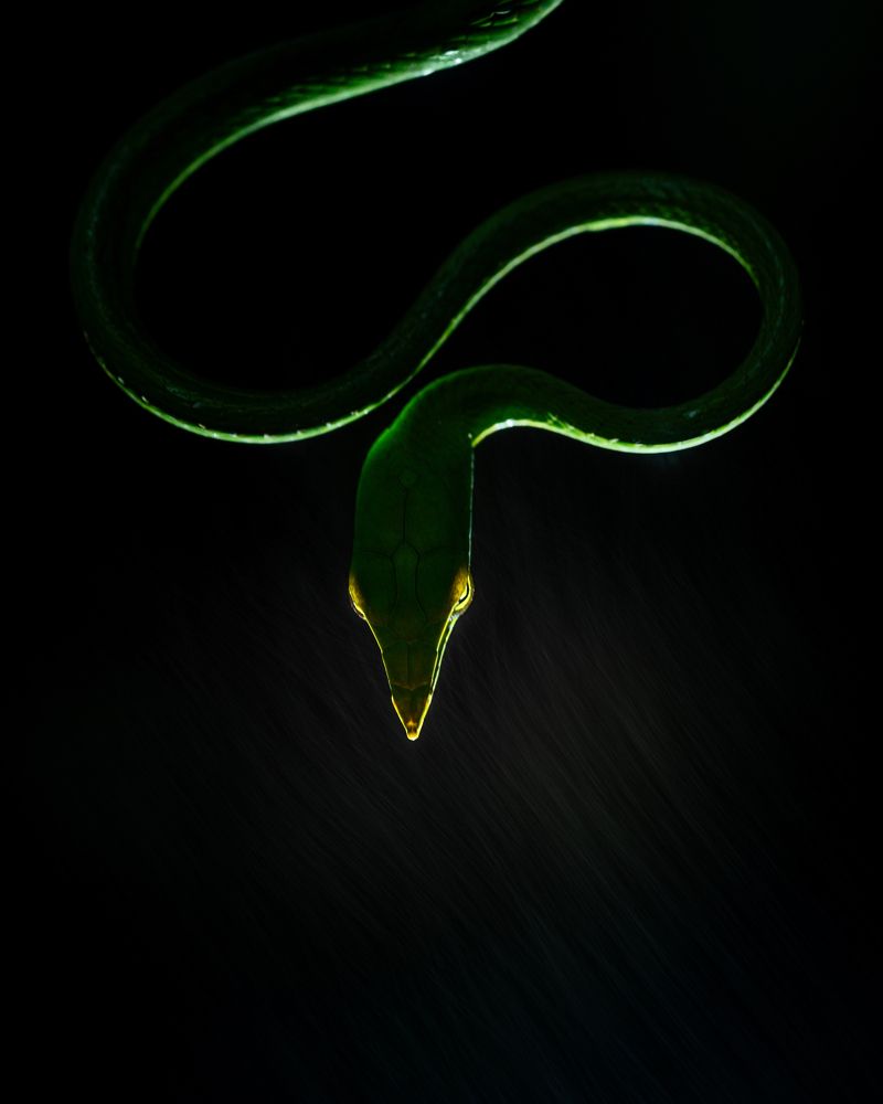 Rain and Vine Snake eyes