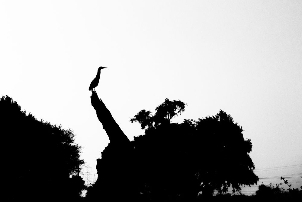 Photograph by Nikhil Parnandi