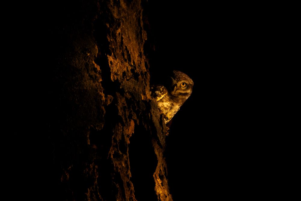 Photograph by Nikhil Parnandi