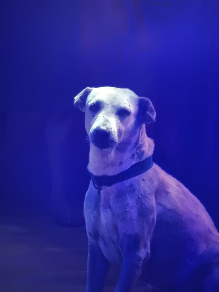 Photograph by Buddhika Dinuranga