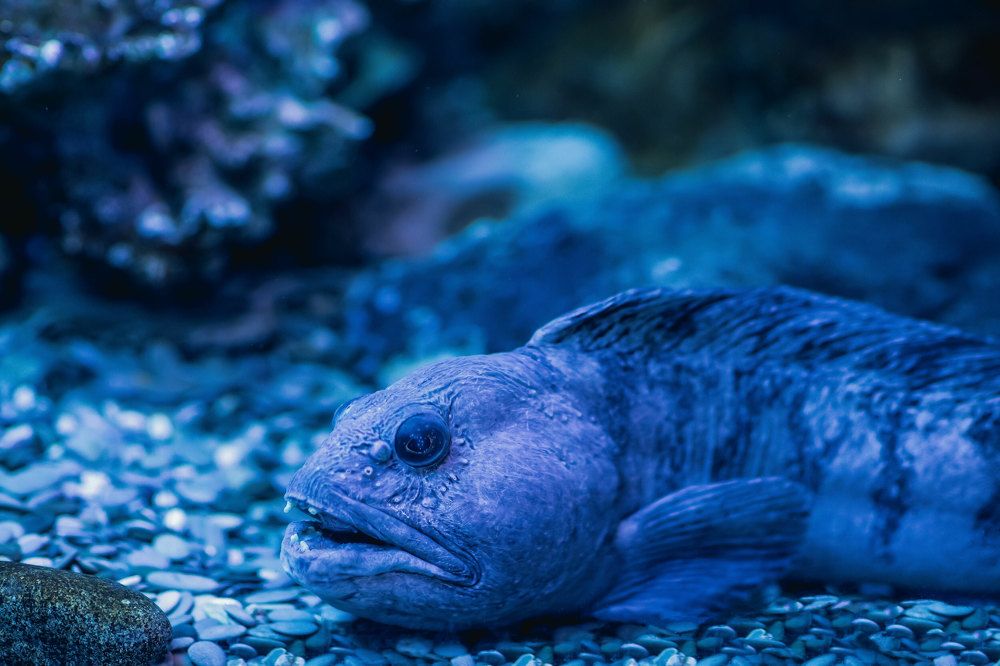 Photograph by Сергей Шпаков