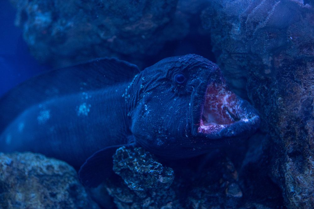 Photograph by Сергей Шпаков