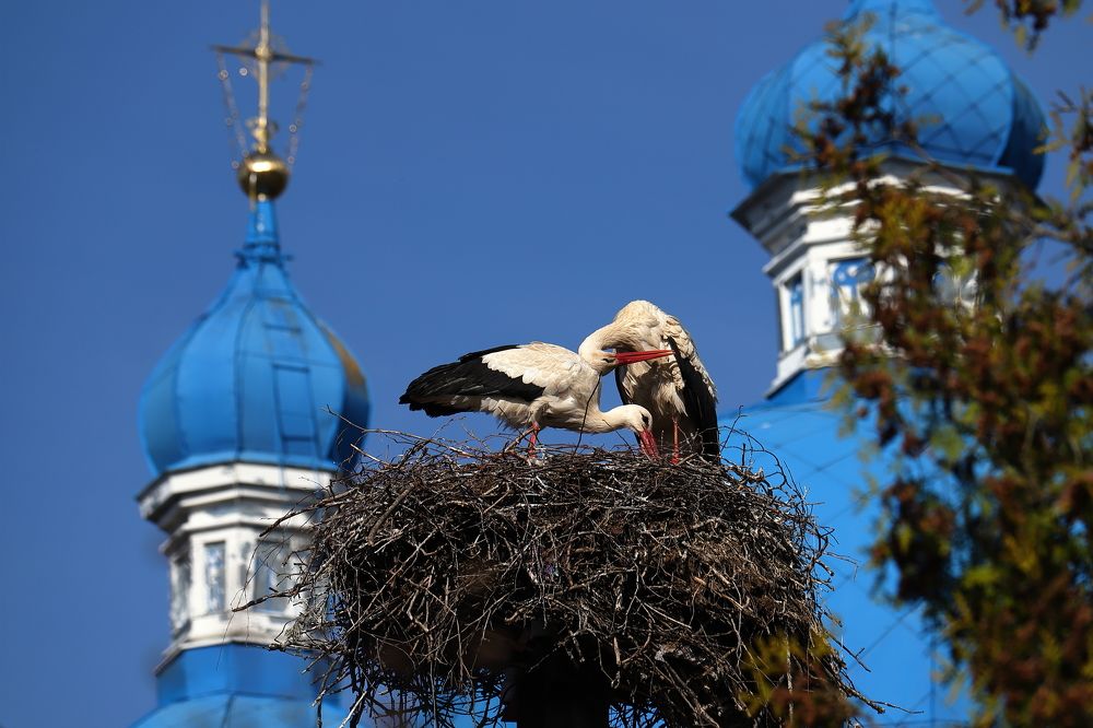 В родном краю...